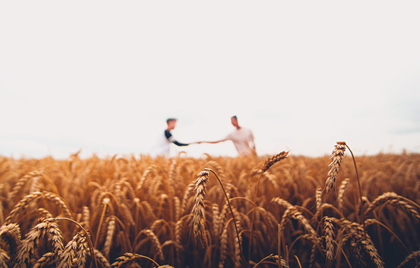 Ripe wheat field in the foreground, with two slightly blurred people in the distance holding hands, under a clear sky.
