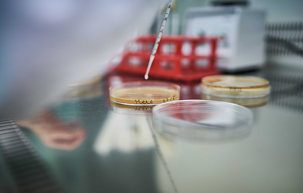 Pipette dispensing a drop of liquid into a Petri dish, on a laboratory bench.