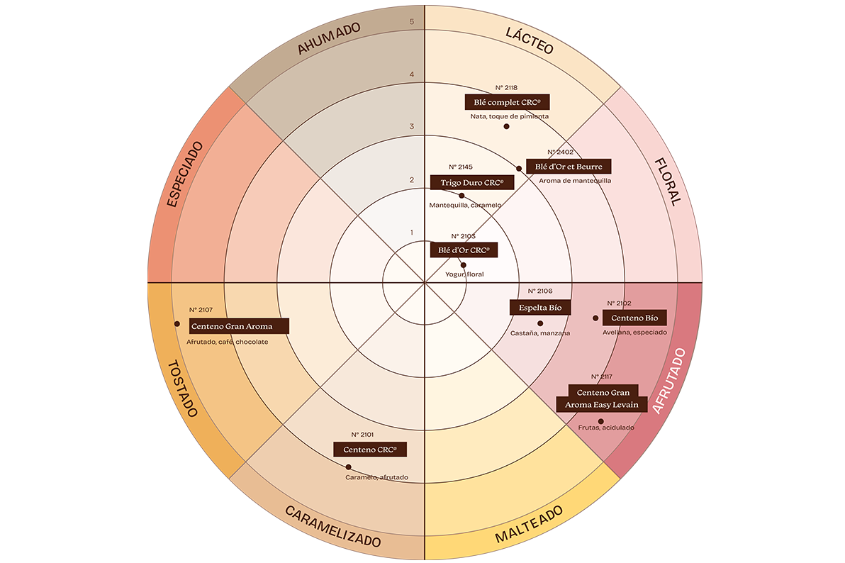Diagrama circular que presenta una paleta aromática, con categorías denominadas ahumada, láctea, floral, afrutada, maltosa, caramelizada, tostada y especiada, y referencias posicionadas en cada zona.