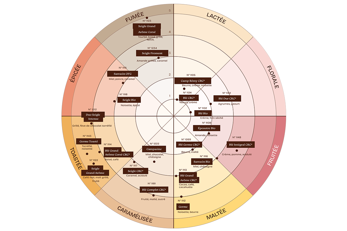 Diagramme circulaire présentant une palette aromatique, avec des catégories nommées fumée, lactée, florale, fruitée, maltée, caramélisée, toastée et épicée, et des références positionnées dans chaque zone.