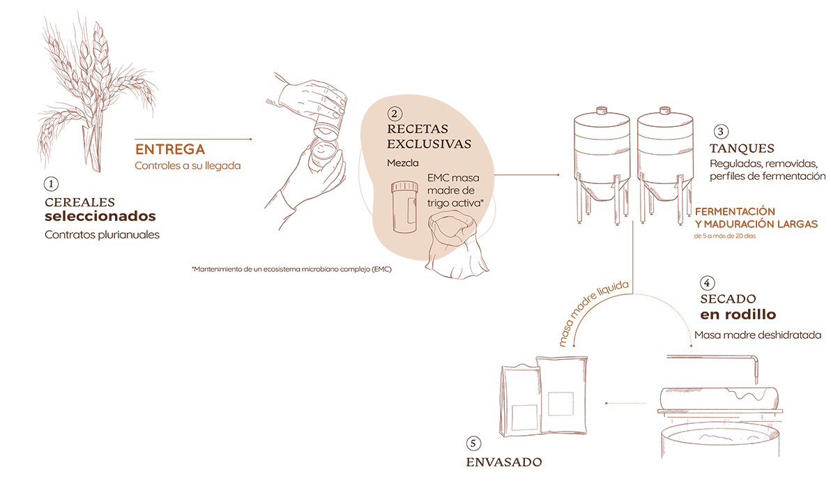 Esquema que ilustra las etapas de ensamblaje de una masa madre a base de EMC masa madre de trigo activa, con pictogramas, flechas e indicaciones del proceso.