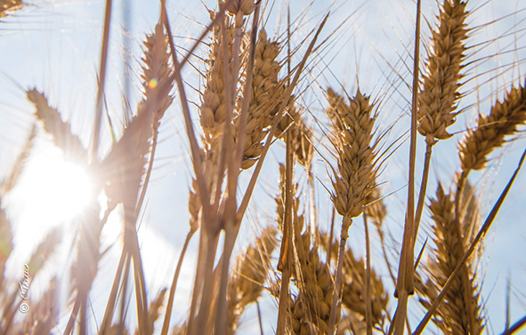 Ears of wheat under a blue sky to symbolize nature.