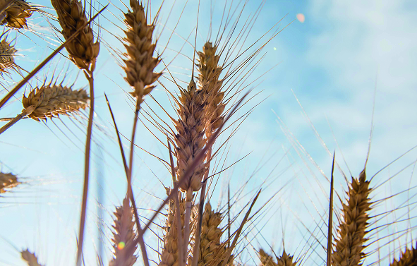 Des épis de blé avec un ciel bleu pour symboliser la nature