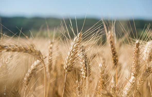 A wheat field in the heart of nature