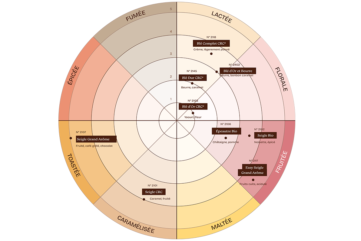 Diagramme circulaire présentant une palette aromatique, avec des catégories nommées fumée, lactée, florale, fruitée, maltée, caramélisée, toastée et épicée, et des références positionnées dans chaque zone.